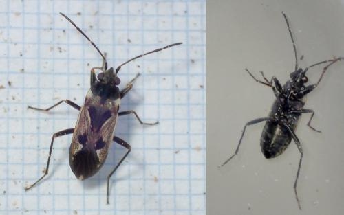 Réf. 223 294 : Rhyparochromus vulgaris